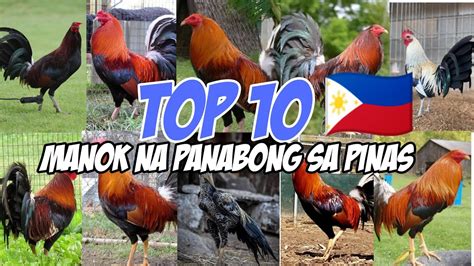 manok panabong picture|sabong top 10 gamefowl for philippines.
